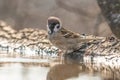 Eurasian tree sparrow Passer Montanus drinking from a small po Royalty Free Stock Photo