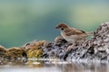 Eurasian tree sparrow Passer Montanus drinking from a small po Royalty Free Stock Photo