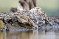 Eurasian tree sparrow Passer Montanus drinking from a small po Royalty Free Stock Photo