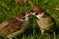 The Eurasian tree sparrow, Passer montanus Royalty Free Stock Photo