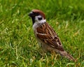 The Eurasian tree sparrow, Passer montanus Royalty Free Stock Photo