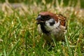 The Eurasian tree sparrow, Passer montanus Royalty Free Stock Photo