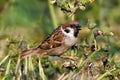 Eurasian Tree Sparrow - Passer montanus feeding on aphids. Royalty Free Stock Photo