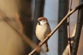 Eurasian Tree Sparrow - Passer montanus in the forest Royalty Free Stock Photo