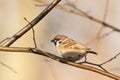 Eurasian Tree Sparrow - Passer montanus in the forest Royalty Free Stock Photo