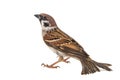 Eurasian Tree Sparrow, Passer montanus, isolated on white background Royalty Free Stock Photo