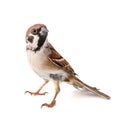 Eurasian Tree Sparrow, Passer montanus, isolated on white background Royalty Free Stock Photo