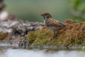 Eurasian tree sparrow Passer Montanus drinking from a small po Royalty Free Stock Photo