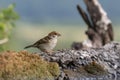 Eurasian tree sparrow Passer Montanus sitting near a small po Royalty Free Stock Photo