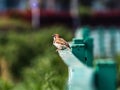 Eurasian tree sparrow, passer montanus, perched on a fence year Yokohama, Japan Royalty Free Stock Photo