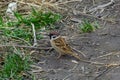 Eurasian tree sparrow Passer montanus. Portrait photos of common forest birds in Europe Royalty Free Stock Photo
