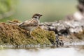 Eurasian tree sparrow Passer Montanus sitting near a small po Royalty Free Stock Photo