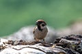 Eurasian tree sparrow Passer Montanus  sitting near a small pond in the forest Royalty Free Stock Photo