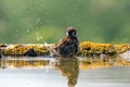 Eurasian tree sparrow Passer Montanus  sitting near a small pond in the forest Royalty Free Stock Photo