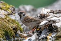 Eurasian tree sparrow Passer Montanus  sitting near a small pond in the forest Royalty Free Stock Photo