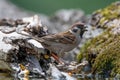 Eurasian tree sparrow Passer Montanus sitting sideways on a branch Royalty Free Stock Photo