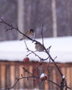 Eurasian tree sparrow Passer montanus, small brown bird sitting on the branch. First snow with animals. Little songbird looking Royalty Free Stock Photo