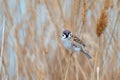 Eurasian tree sparrow, Passer montanus. In the wild Royalty Free Stock Photo