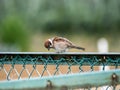 Eurasian tree sparrow perched on a fence Royalty Free Stock Photo