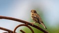 Eurasian tree sparrow perched on a fence railing. Royalty Free Stock Photo