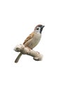 Eurasian Tree Sparrow perching on a branch isolated on white background Royalty Free Stock Photo