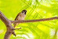 Eurasian Tree Sparrow perching on tree Royalty Free Stock Photo