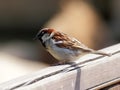 Eurasian Tree Sparrow portrait Royalty Free Stock Photo