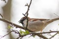 Eurasian tree sparrow singing in a hedge or tree as garden bird in a park habitat as waiting house sparrow in spring for mating