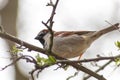 Eurasian tree sparrow singing in a hedge or tree as garden bird in a park habitat as waiting house sparrow in spring for mating