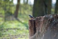Eurasian tree sparrow sitting on a stump