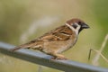 Eurasian Tree Sparrow standing on the fence