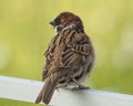 Eurasian Tree Sparrow standing on the fence