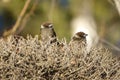 Eurasian Tree Sparrow