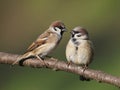 Eurasian Tree Sparrows on a Branch Royalty Free Stock Photo