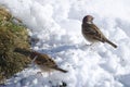 Eurasian tree sparrows on the frozen ground