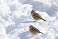 Eurasian tree sparrows on the frozen ground