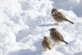 Eurasian tree sparrows on the frozen ground