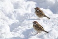 Eurasian tree sparrows on the frozen ground