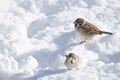 Eurasian tree sparrows on the frozen ground