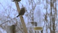 Eurasian tree sparrows (Passer montanus) flying onto a bird feeder and eat seeds.