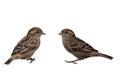 Eurasian Tree Sparrows, Passer montanus, isolated on white background Royalty Free Stock Photo