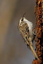 Eurasian treecreeper