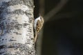 Eurasian Treecreeper on a birch Royalty Free Stock Photo