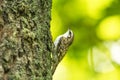 Eurasian treecreeper bird clings to a tree trunk Royalty Free Stock Photo
