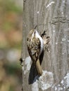 Eurasian Treecreeper (Certhia familiaris) Royalty Free Stock Photo