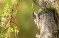 Eurasian treecreeper, Certhia familiaris. A bird climbing a tree looking for insects to eat Royalty Free Stock Photo