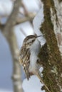 Eurasian treecreeper Certhia familiaris Royalty Free Stock Photo