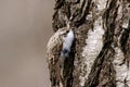 Eurasian treecreeper certhia familiaris