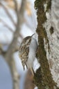 Eurasian treecreeper Certhia familiaris Royalty Free Stock Photo