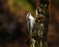 Eurasian treecreeper Certhia familiaris grappling Royalty Free Stock Photo